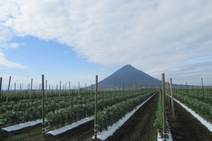 薩摩富士と称される開聞岳の裾野に広がるそら豆畑 薩摩富士と称される開聞岳の裾野に広がるそら豆畑
