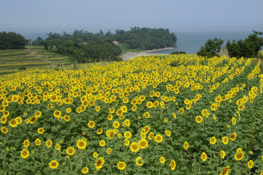 耕作放棄地を開墾して作った花畑で開催「長崎鼻ひまわりフェスタ」 耕作放棄地を開墾して作った花畑で開催「長崎鼻ひまわりフェスタ