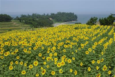 耕作放棄地を開墾して作った花畑で開催「長崎鼻ひまわりフェスタ