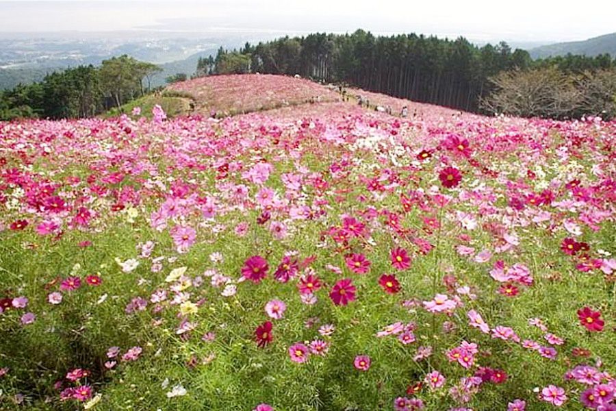 コスモスが9月末から見ごろに コスモスが9月末から見ごろに
