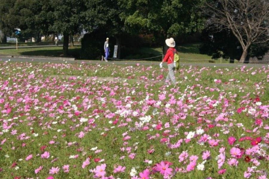 ウォーキングで心も体もリフレッシュ! ウォーキングで心も体もリフレッシュ!