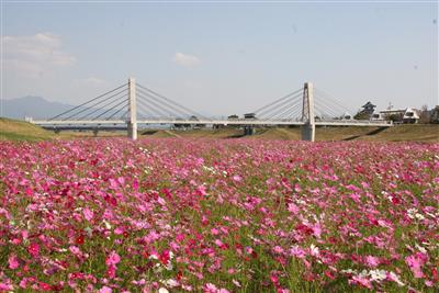 「菊池市ふるさとコスモスまつり」