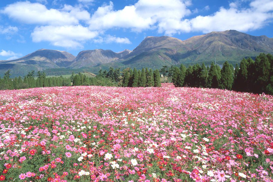 約100万本のコスモスの絨毯 約100万本のコスモスの絨毯