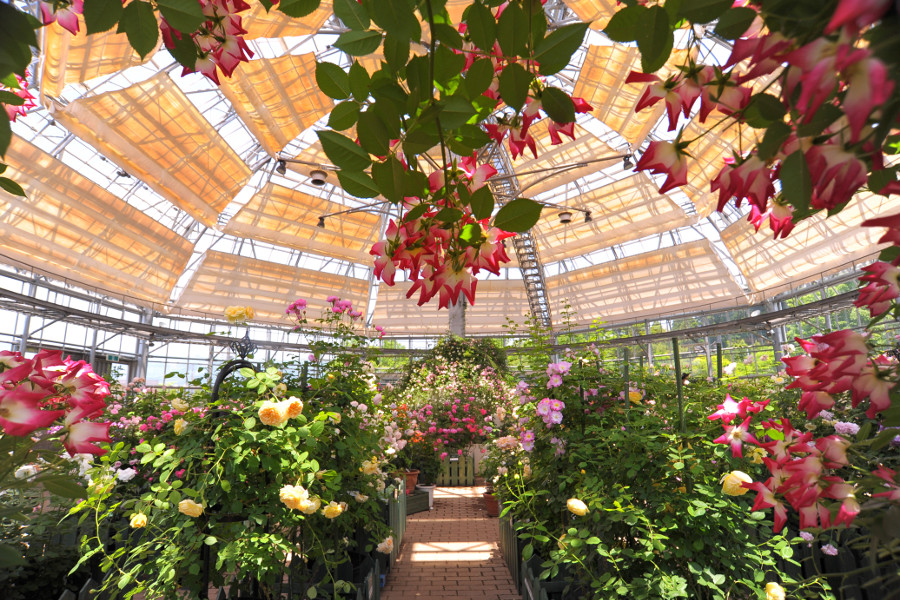 ガラスのドーム型のバラ園 ガラスのドーム型のバラ園
