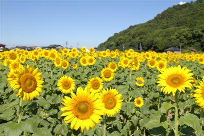 ドライブ中に突然現れる広大なひまわり畑「杷木大ひまわり園」