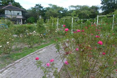 こどものくに内のバラ園のすぐ横にあり、季節の花々を眺められる