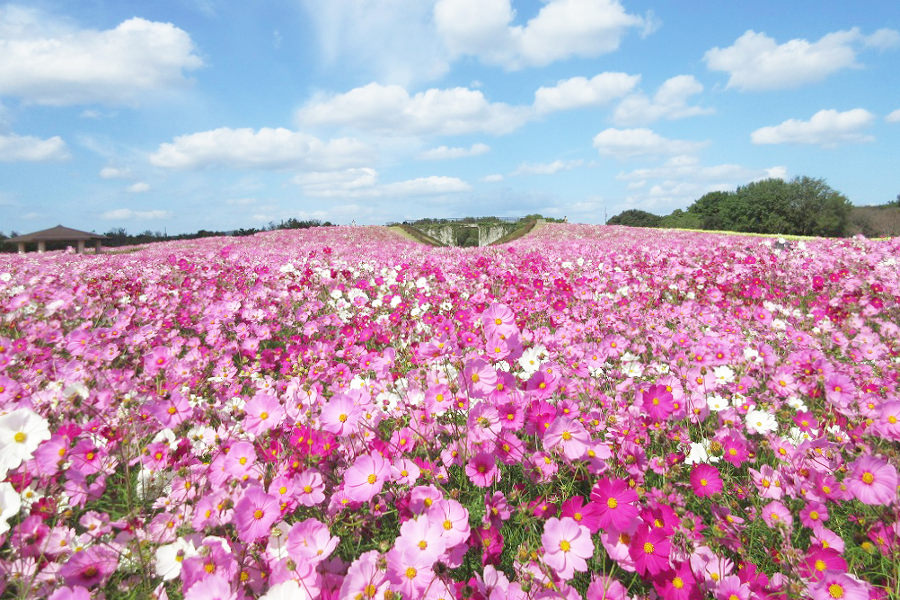 海の中道海浜公園で今年も開催される「うみなか・はなまつり」 海の中道海浜公園で今年も開催される「うみなか・はなまつり」