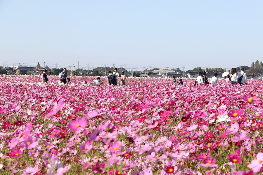 八面山の裾野に一面のコスモス畑が広がる「三光コスモス祭り」 八面山の裾野に一面のコスモス畑が広がる「三光コスモス祭り」