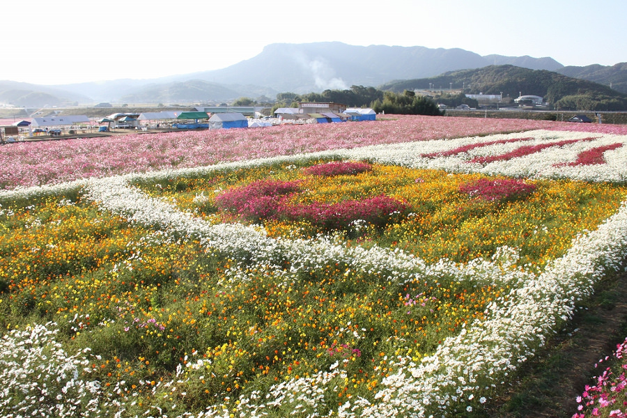 三光コスモス祭り 大分県中津市の秋の風物詩 中津 たびらい 三光コスモス祭り 大分県中津市の秋の風物詩 中津 たびらい