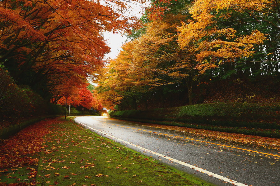 ドライブコースとしても人気のある霧島温泉郷の通り