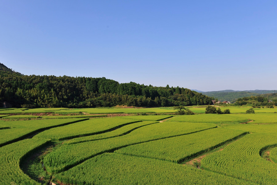 昼間の田園風景