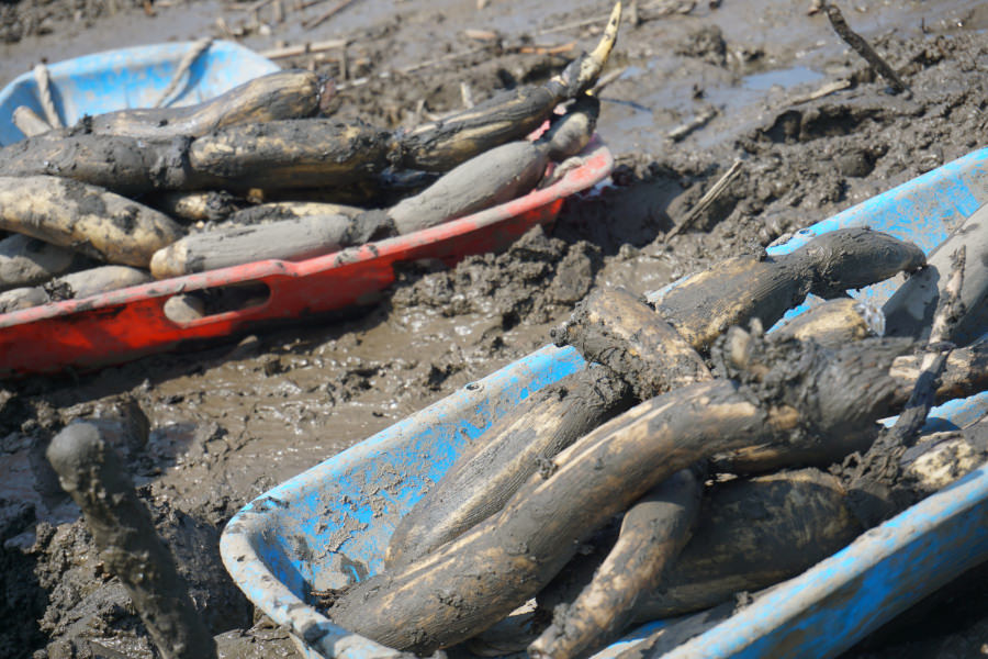 「上田商店」のれんこん収穫の様子。泥からみずみずしいれんこんが掘り出されます