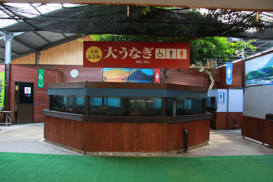 大うなぎの展示場には大きな水槽がたくさん並んでいます 大うなぎの展示場には大きな水槽がたくさん並んでいます