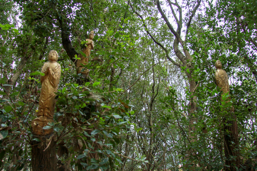 緑に囲まれた森の中、金色に輝く仏像