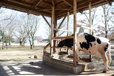 大自然いっぱいの阿蘇には、のびのびと暮らす動物達がいっぱい