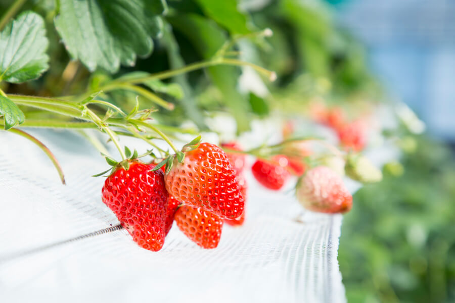 「あまおう」「かおり野」「章姫」「さがほのか」「べにほっぺ」と、さまざまな品種を楽しめます 「あまおう」「かおり野」「章姫」「さがほのか」「べにほっぺ」