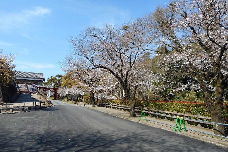 行幸坂の両側には開花した桜の木が立ち並びます