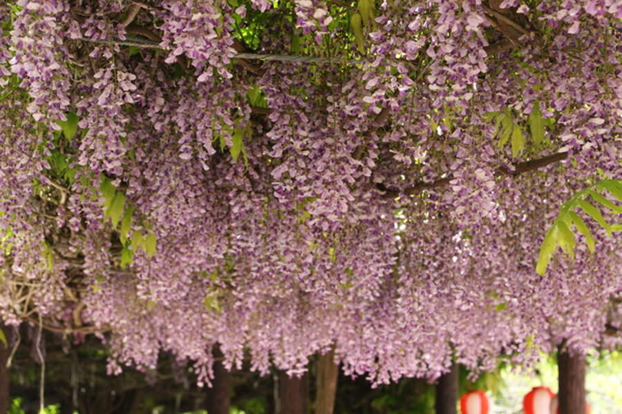 華やかににぎわう「中津みなとふじまつり」 華やかににぎわう「中津みなとふじまつり」