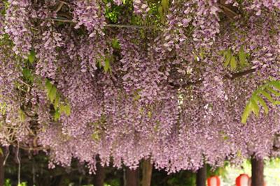 華やかににぎわう「中津みなとふじまつり」