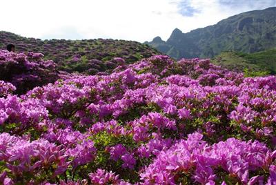 明るい青空とツツジの花の色が鮮明なコントラストに