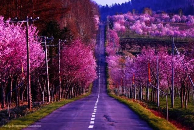 息を呑む光景が広がる蝦夷山桜の名所「桜六花公園」の桜坂 FETE DE SAKURA Nakasatsunai