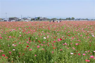 赤やピンクのポピーが、花の絨毯のように彩られます