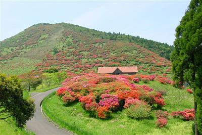 4月末から5月上旬に見頃を迎えるサタツツジ
