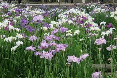 薄紫、濃紫、白など、花菖蒲が見ごろを迎えます