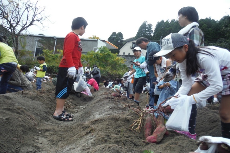 自然な豊かな土地で育った芋