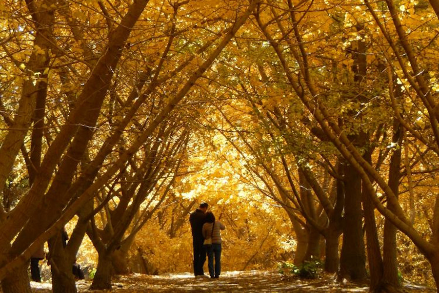千のイチョウに囲まれて…まるで映画のワンシーンのよう 千のイチョウに囲まれて…まるで映画のワンシーンのよう