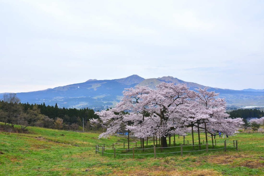 観音桜コース(約14キロ)から広大な阿蘇の自然の堪能できます 観音桜コース(約14キロ)から広大な阿蘇の自然