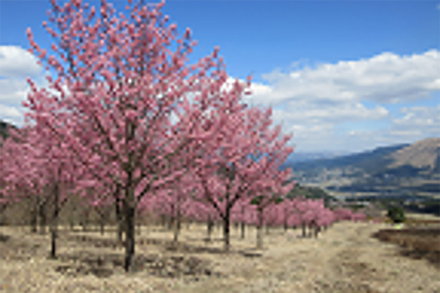 熊本県野外劇場アスペクタの河津桜 熊本県野外劇場アスペクタの河津桜