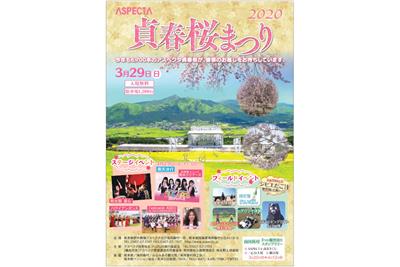 「ASPECTA貞春桜まつり」