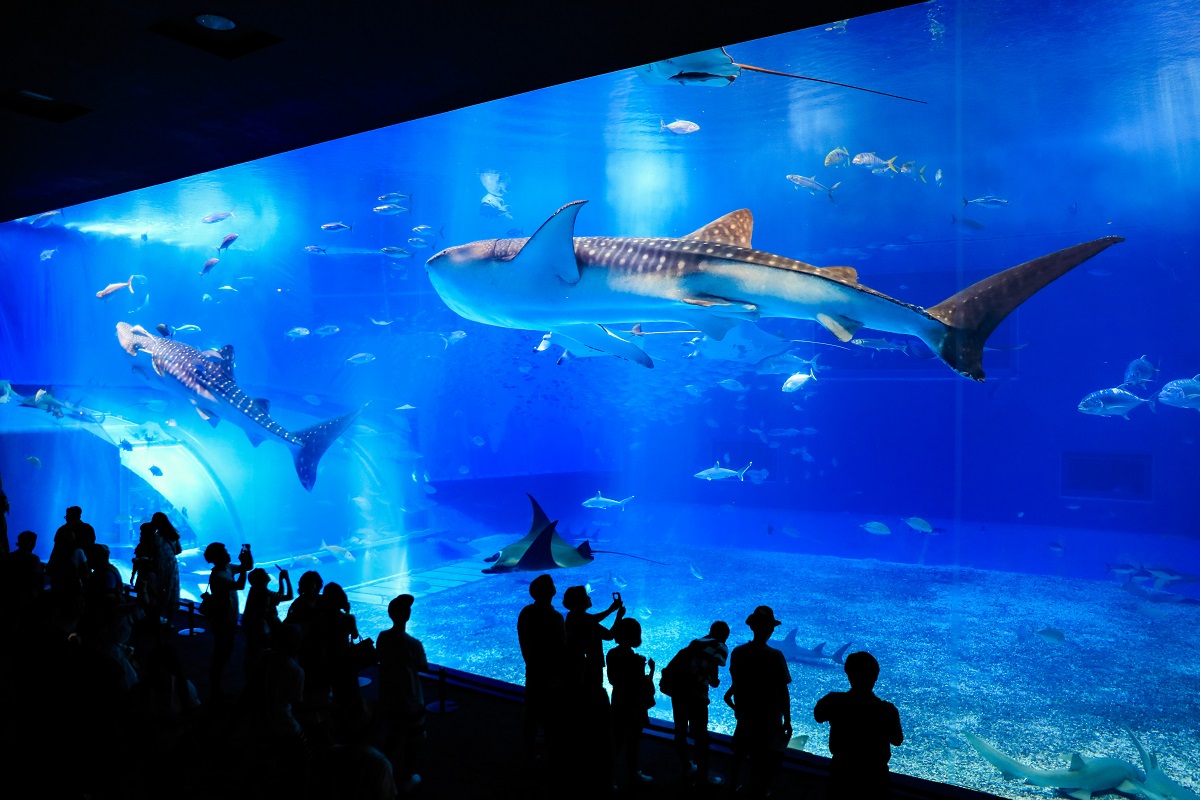 国営沖縄記念公園（海洋博公園）沖縄美ら海水族館