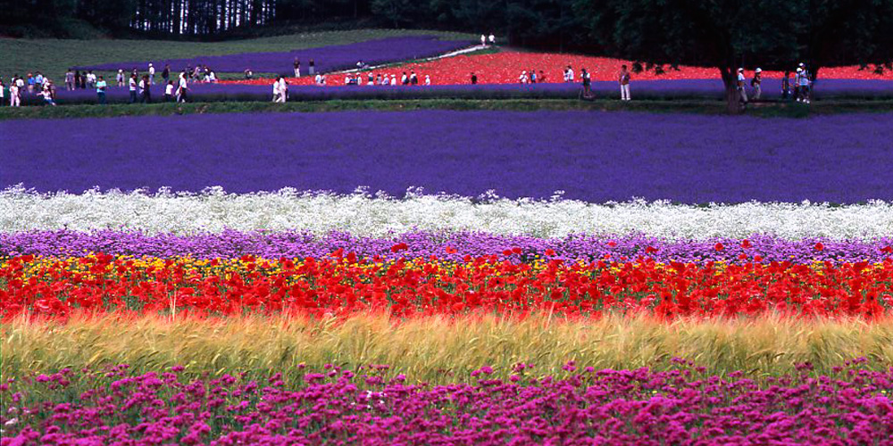 花盛りの北海道をドライブ