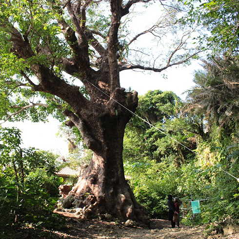 首里金城町の大アカギ