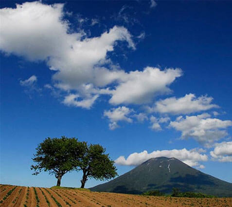 さくらんぼの木