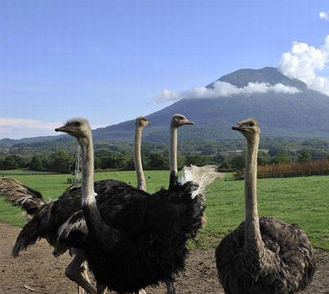 第2有島ダチョウ牧場
