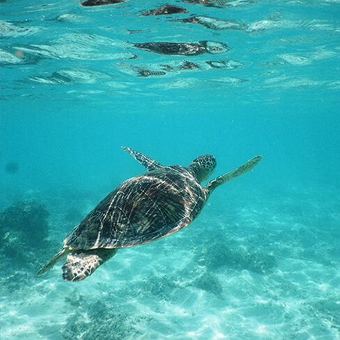 可愛らしい海の生き物と触れ合う