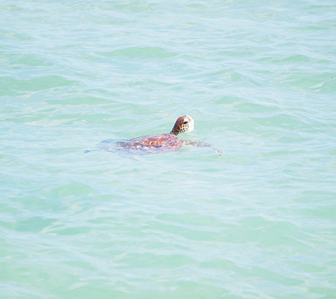 アンジェーラ浜（渡名喜島）