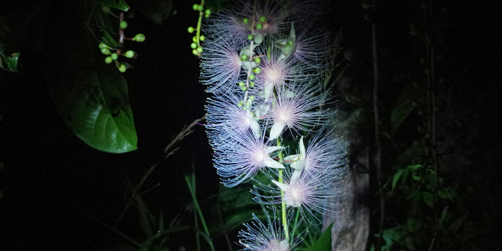 幻の花「サガリバナ」が見られるのはこの時期だけ