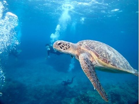 那覇から気軽に行ける離島。ケラマへ行こう！