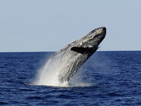 遭遇率98％！クジラに会えるツアーを紹介