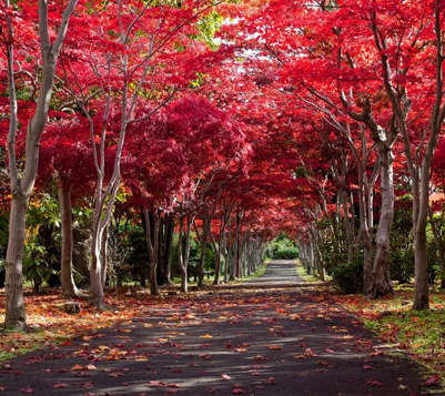 平岡樹芸センター