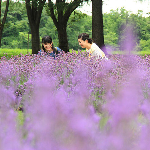 花をめぐるドライブ