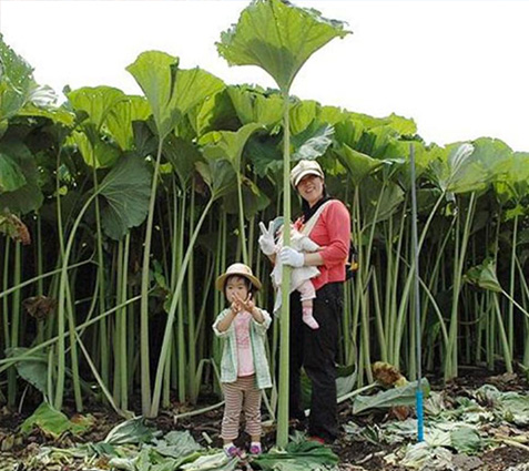 ラワンブキ観賞ほ場