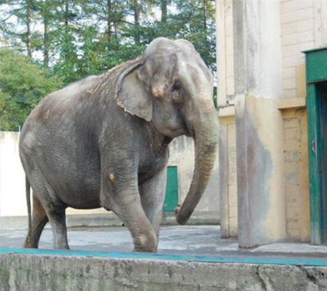 おびひろ動物園 