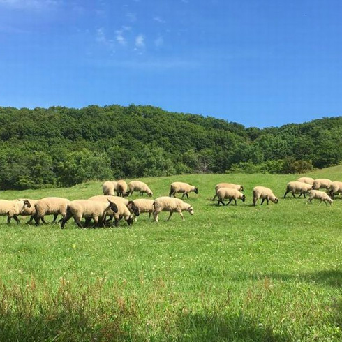 家族でGO！みんなでGO！