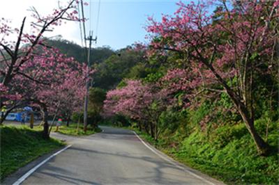 新年を祝うイベントや日本一早い寒緋桜の開花を楽しめる