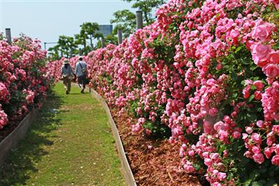 杖立温泉鯉のぼり祭り